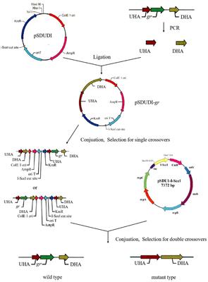 Gene knockout of glutathione reductase results in increased sensitivity to heavy metals in Acidithiobacillus caldus